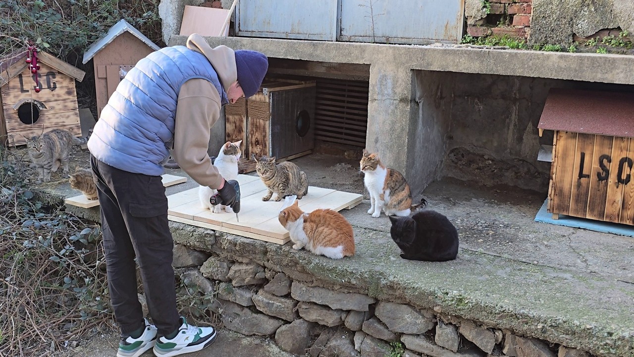 All Stray Cats Gather Around the Man Who Built Them a Kitty City 🐾 Cats Watch Their Hero Build Homes