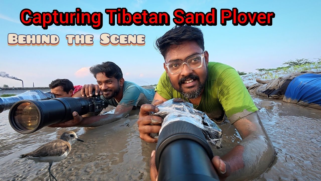 বহুদিন পর আবার নামলাম কাদায়।। Shooting Tibetan Sand Plover ।। Behind The Scene