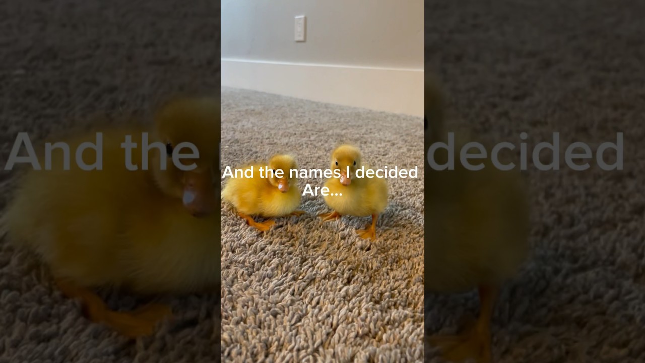 You guys helped me name my duck