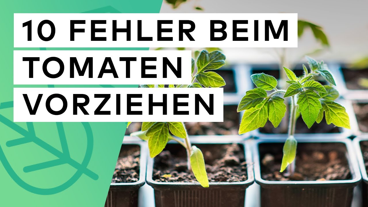 Tomaten vorziehen - Diese 10 Fehler sollten Sie unbedingt vermeiden