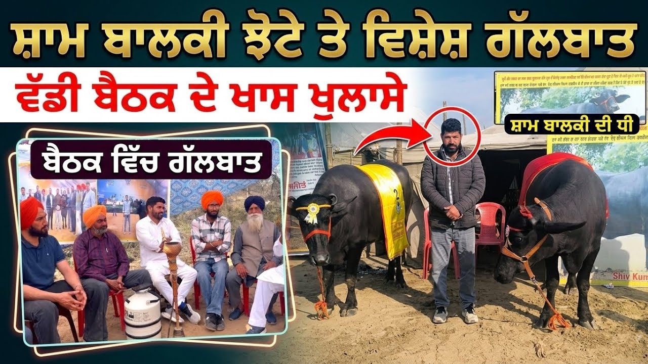 ਸ਼ਿਵ ਕੁਮਾਰ ਨਾਲ ਸ਼ਾਮ ਬਾਲਕੀਆਂ ਝੋਟੇ ਤੇ ਗੱਲਬਾਤ||ਮੱਝਾਂ ਦੀ ਨਸਲ ਸੁਧਾਰ ਲਈ ਪਸ਼ੂ ਪਾਲਕਾਂ ਨਾਲ ਵਿਚਾਰ-ਵਟਾਂਦਰੇ||