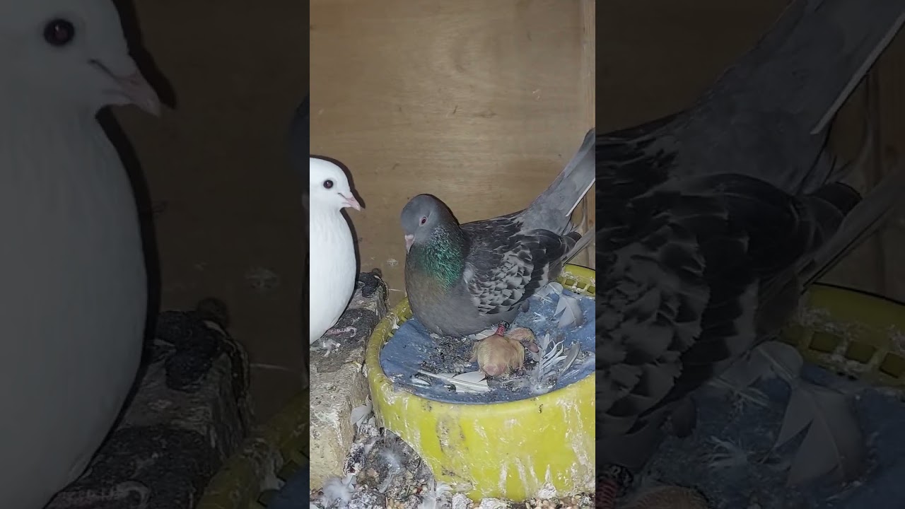 ابشرو بالخير