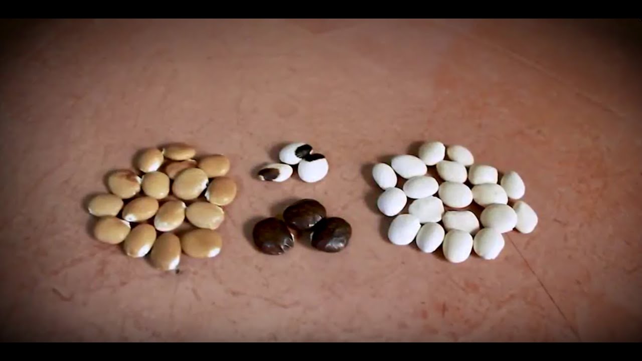 Los caminos del tarwi y la integración andina: Ecuador, Perú y Bolivia