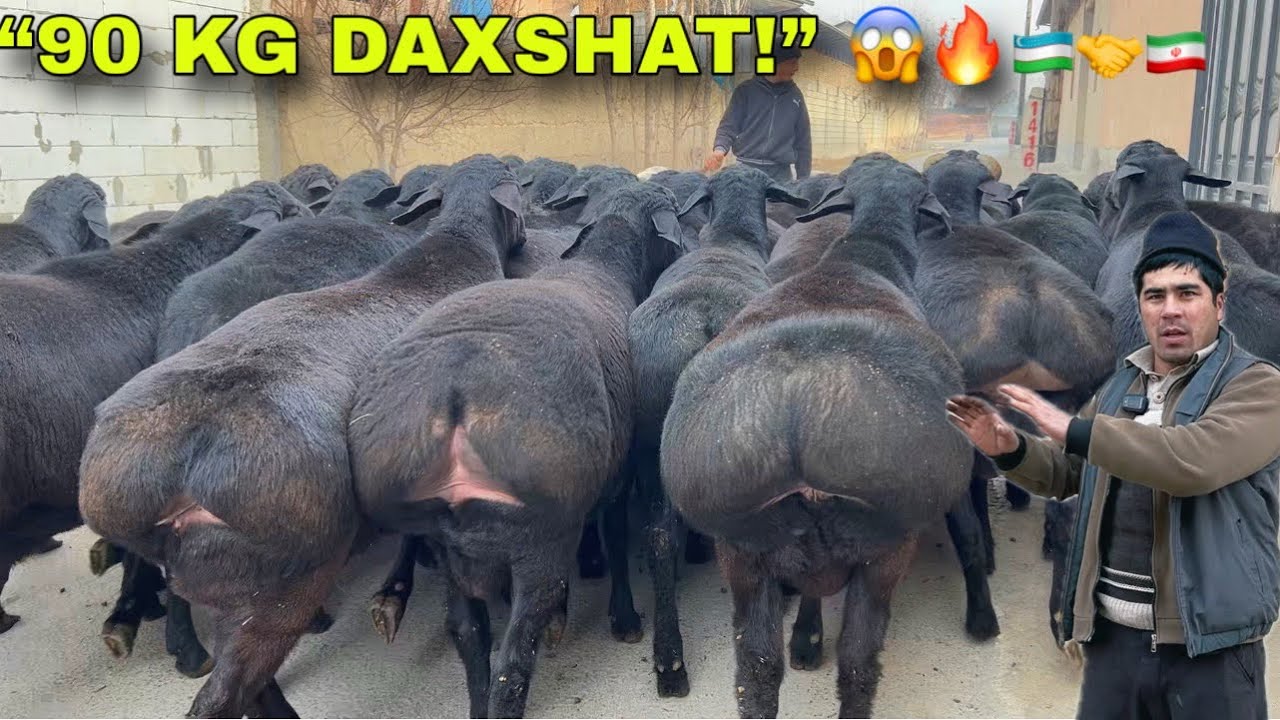 “90-KG DAXSHAT QOCHQORLAR 😱 Botir akada — 2025 TREND!”🇮🇷🔥