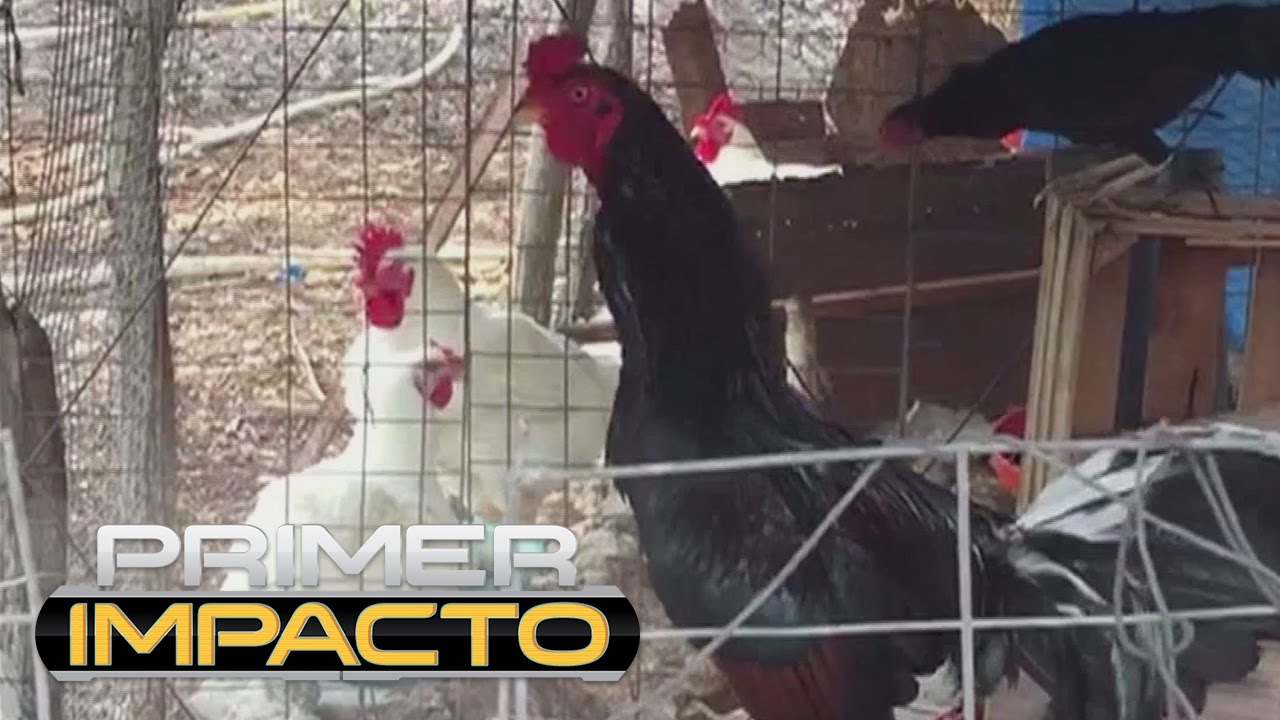 Un gallo mató del susto a un niño en México