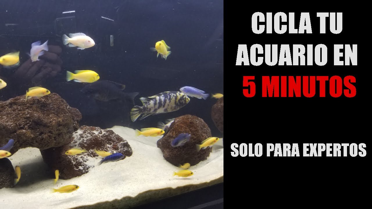 Como Realizar un Ciclado Express de Verdad