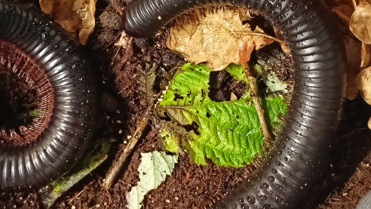 AFRYKAŃSKI KROCION&Oacute;G OLBRZYMI - NAJWIEKSZY WIJ NA ŚWIECIE (Archispirostreptus gigas) Cz.1/2