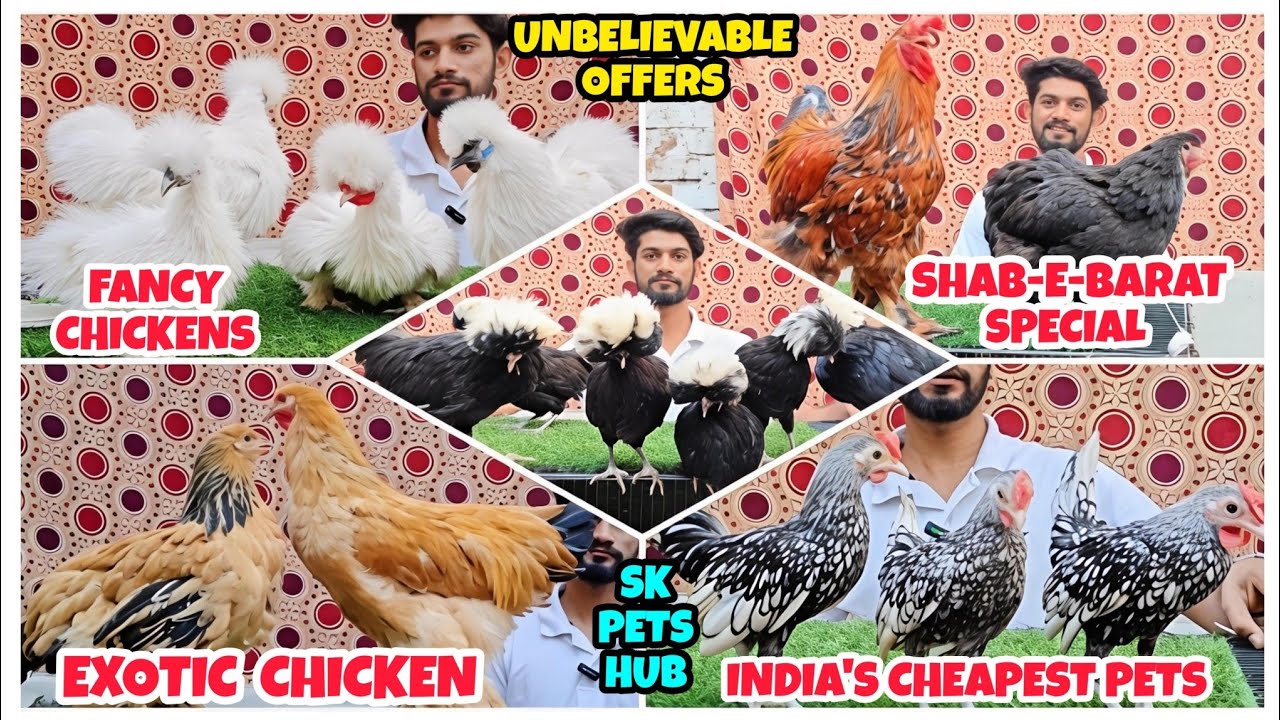 Mumbai's Cheapest Fancy Chickens Shop | SK Pets Hub | Special Offer On Fancy Chickens 