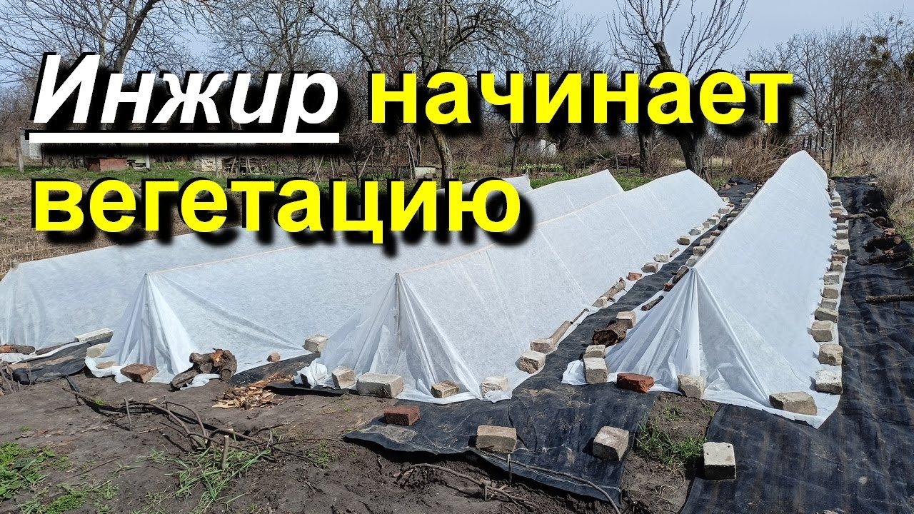 Инжир начинает вегетацию. Раскрываются первые почки.  23 04 2022