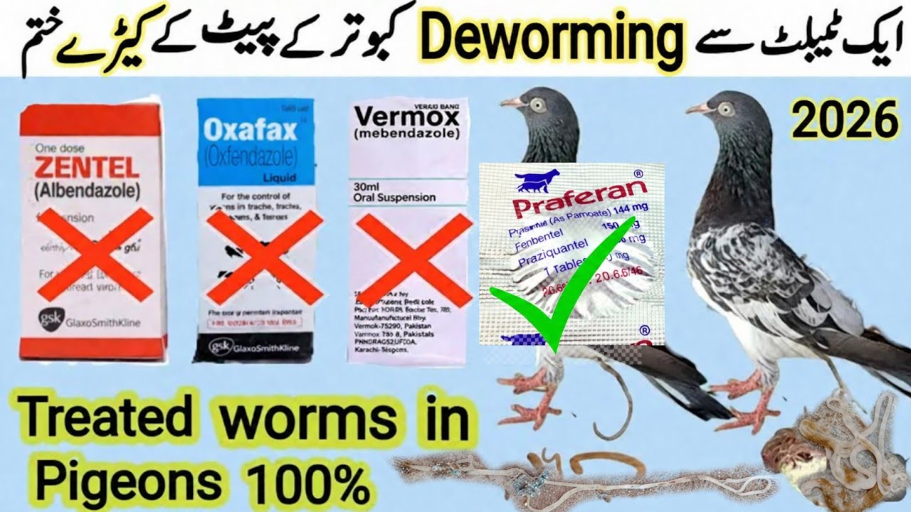 Best Deworming Medicine for Pigeons🕊 |Muttayyab Vlogs| @hashimmahmoodpigeons @KhokharPigeonsClub 