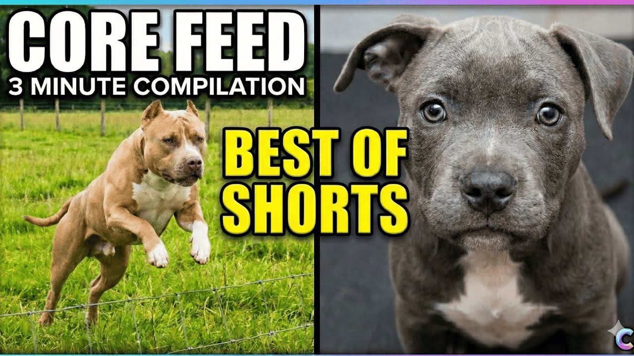 3 Minutes of Pitbull Core (DOG CORE Compilation)🐾🐶 #dogcompliations