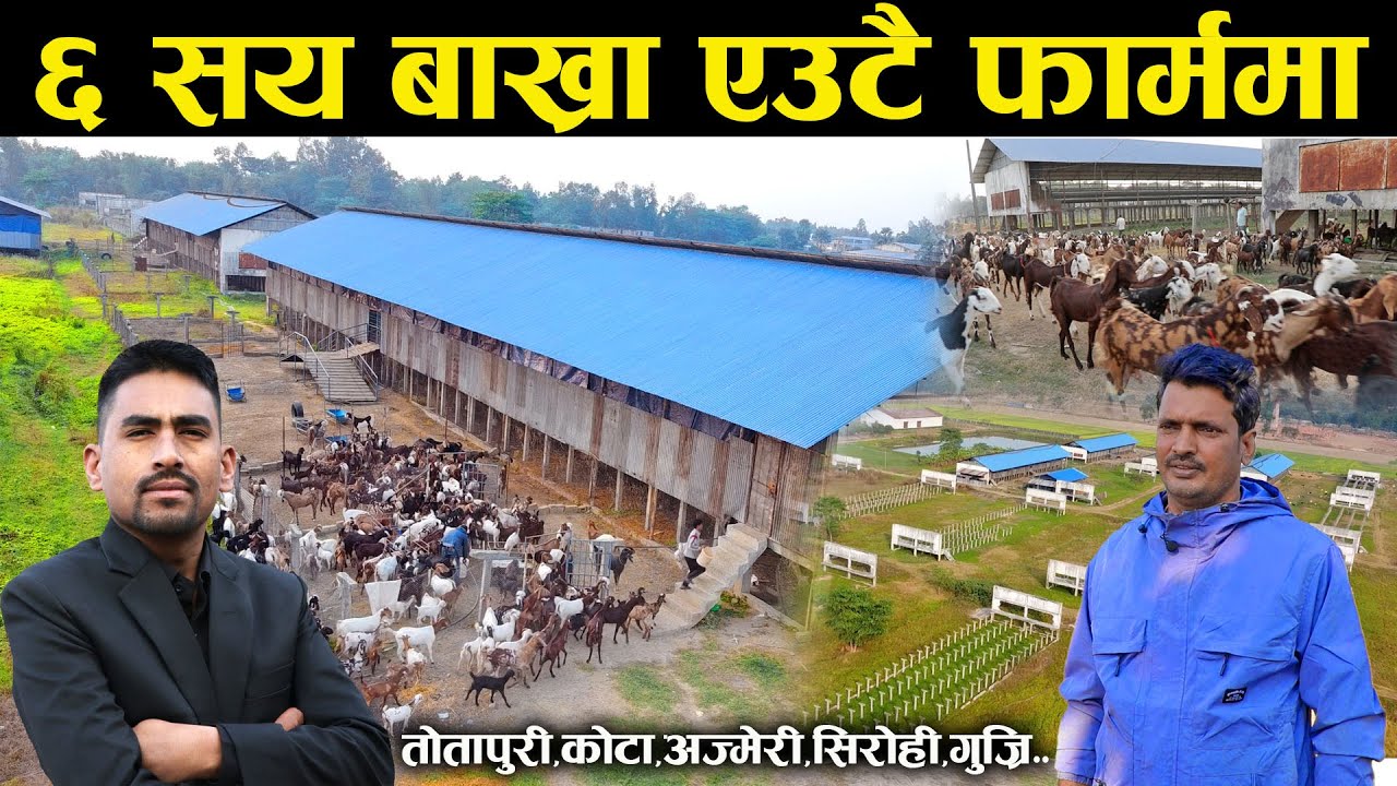 १० जातका ६ सय बाख्रा एउटै फार्म भित्र - The biggest goat farm of Nepal