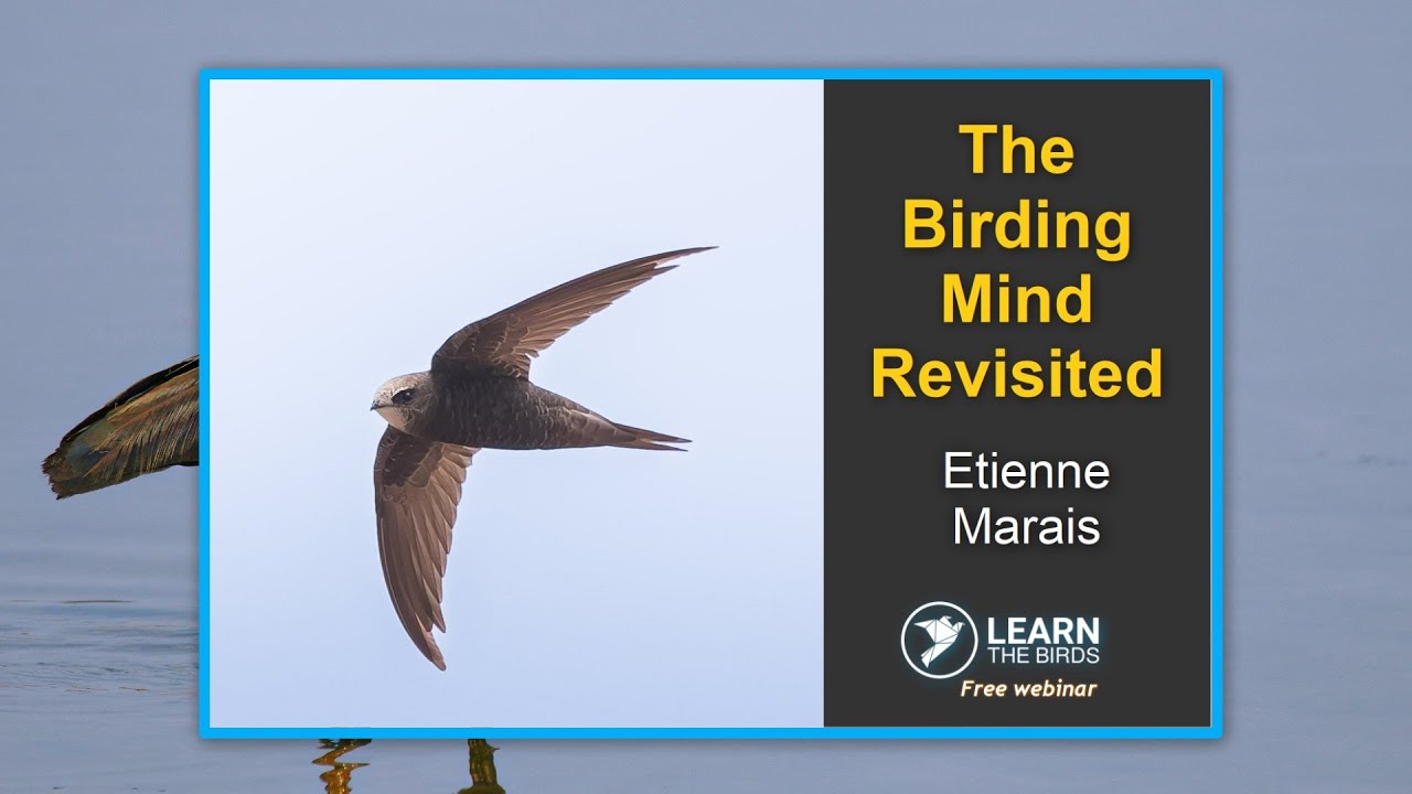 The Birding Mind Revisited