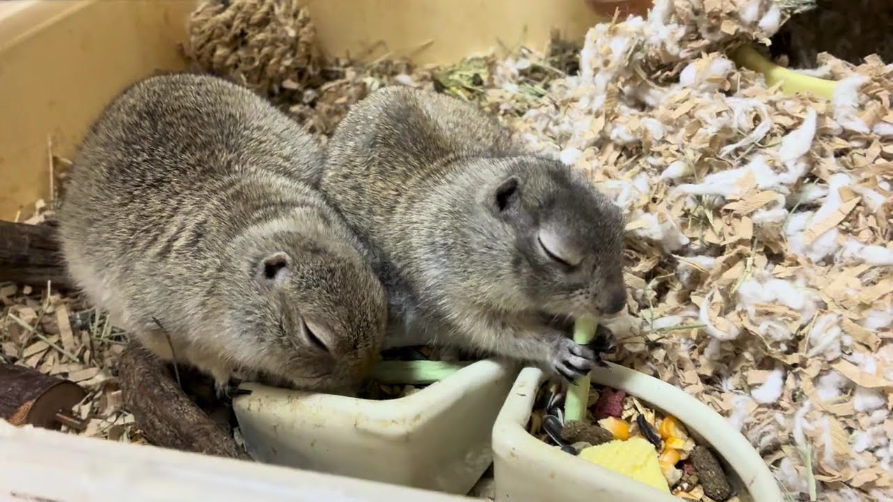 ご飯の時間を喜ぶジリス【リチャードソンジリス】 #リチャードソンジリス #プレーリードッグ #ごはん #かわいい #pets 