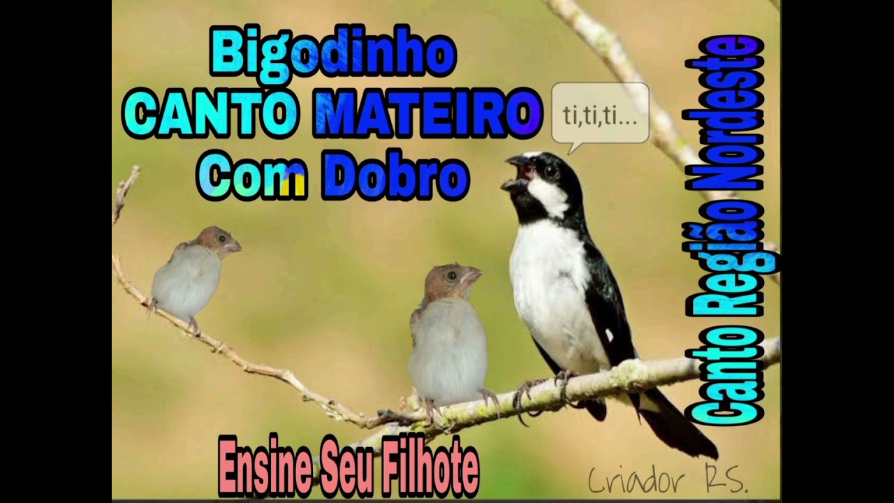 Canto do Bigodinho encarte de filhotes e adultos CANTO SELVAGEM com dobro/virada, região Nordeste