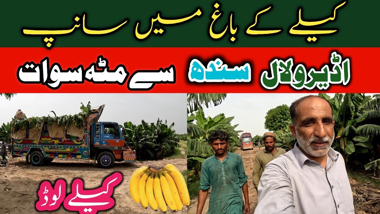 Adero Lal Sindh's journey to Matta Swat||Load of bananas in the truck||Chalta Phirta tv