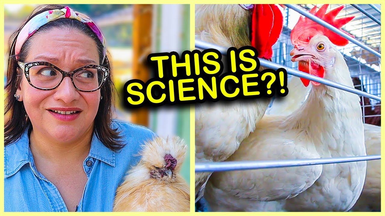 Chicken Keeping has a BIG Problem