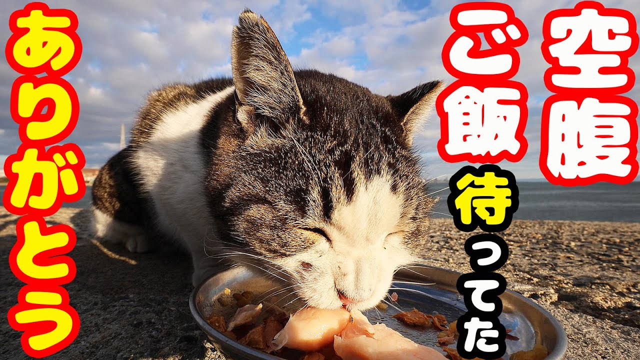 極寒 空腹で待ってる猫たちにご飯をあげたら・・・ さくらねこへの給餌