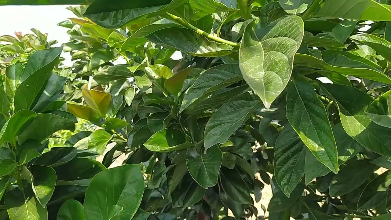 cara mempruning !!!MAINDSET YG WAJIB DI MILIKI DLM MERAWAT ALPUKAT 🥑🥑🥑🥑🥑🥑🥑@andriyanappl107