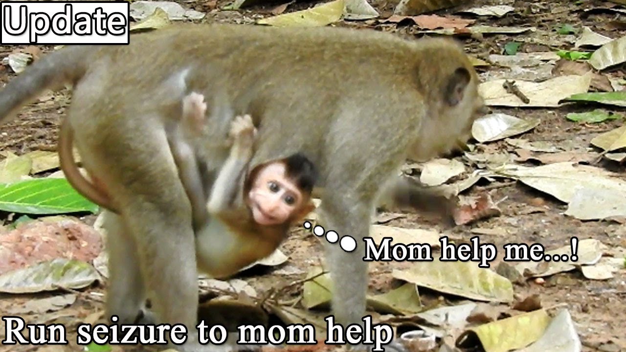 S-eriously run safe! OMG Baby BRINDY deep scare JULINA kidnap her by strong moving urgent run to mom