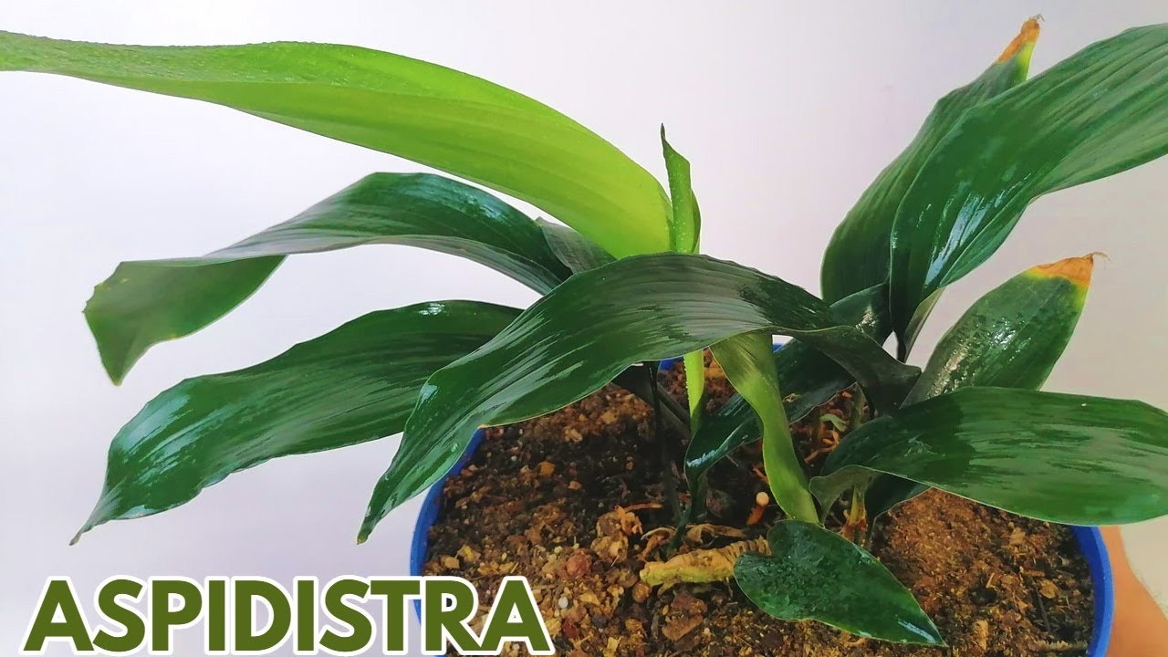 aspidistra pilistra cuidados CHUYITO JARDINERO