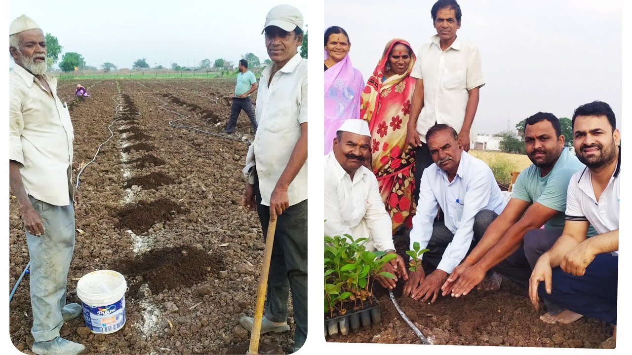 पेरू लागवड Guva plantation