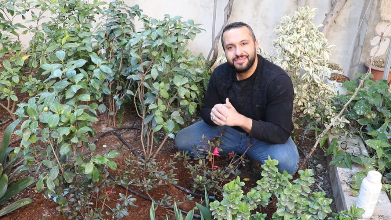حقق النجاح في زراعة الازاليا مع هذه الخطوات البسيطة