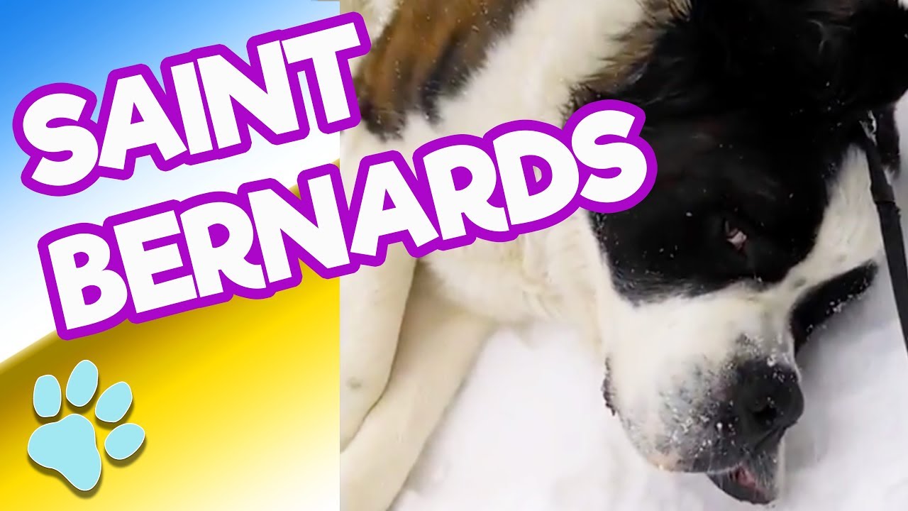 Cutest and Funniest St. Bernard Dogs  | #thatpetlife