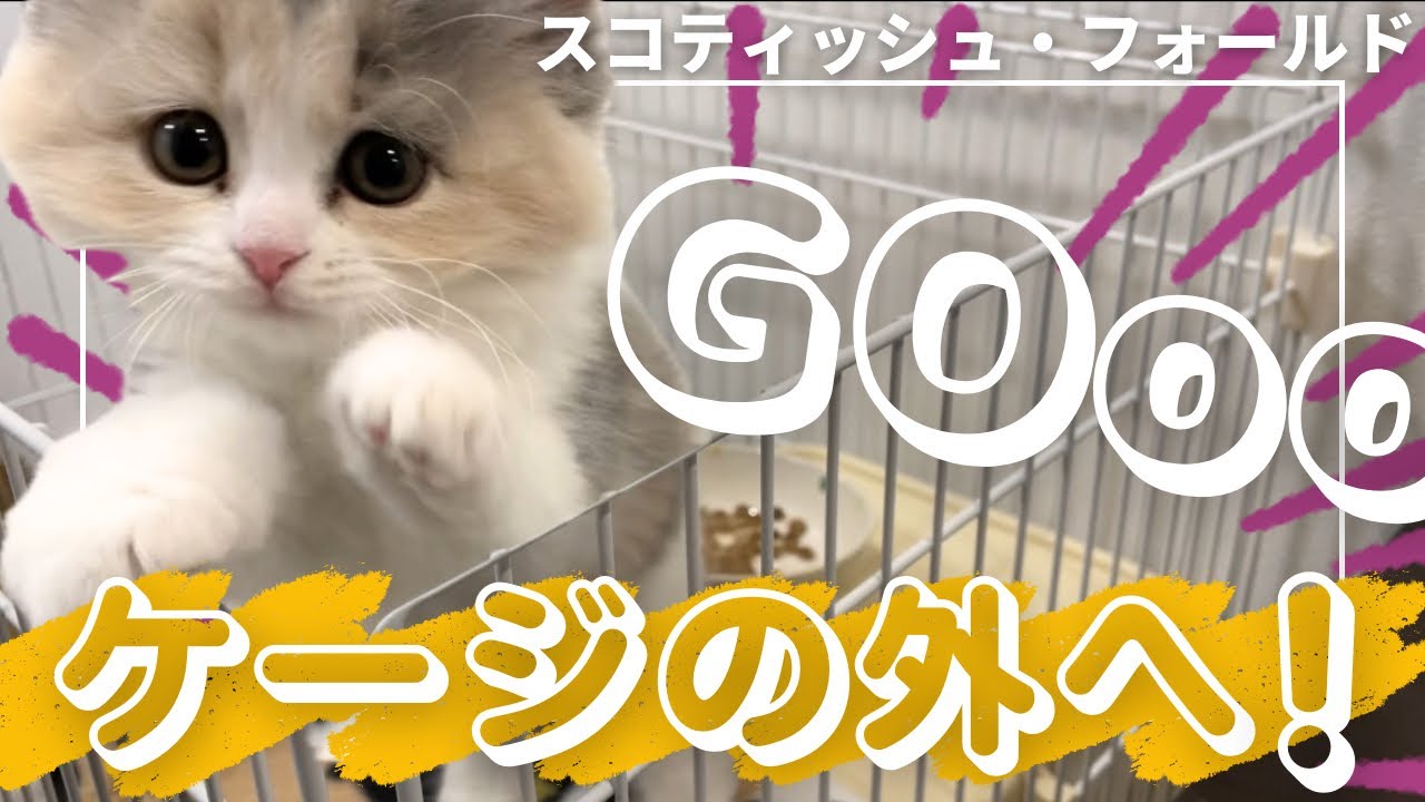 《いざ！ケージの外へ》はじめてのおさんぽ