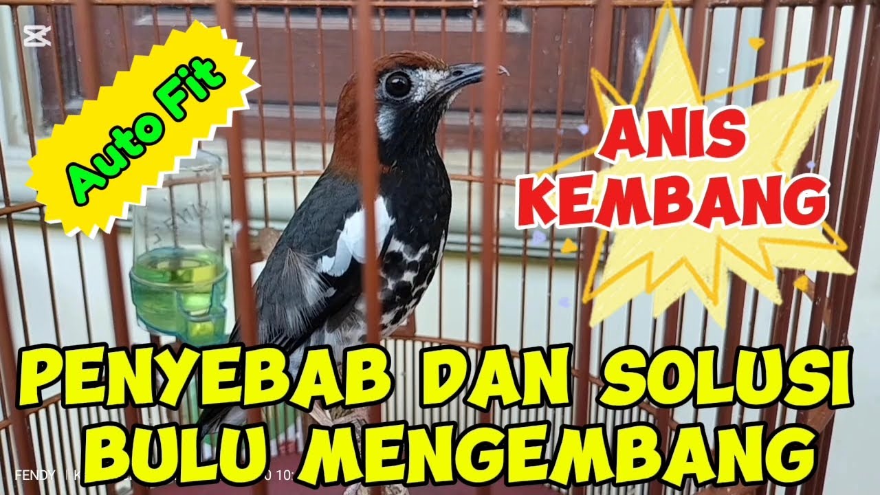 Bulu Mengembang Pada Anis Kembang. Ini Penyebab dan Solusinya @sobat_aniskembang