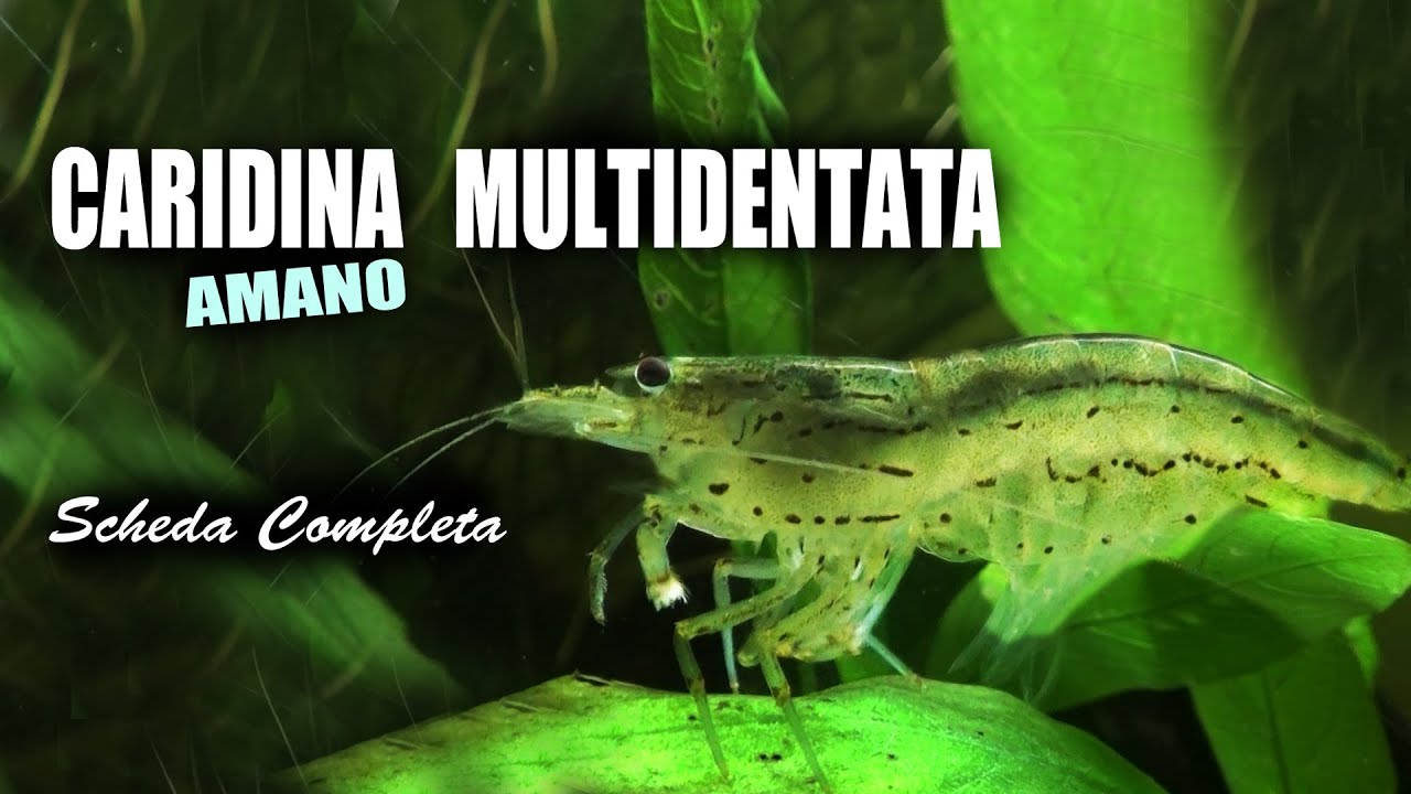 Caridina MULTIDENTATA (Amano, ex Japonica): Scheda Completa