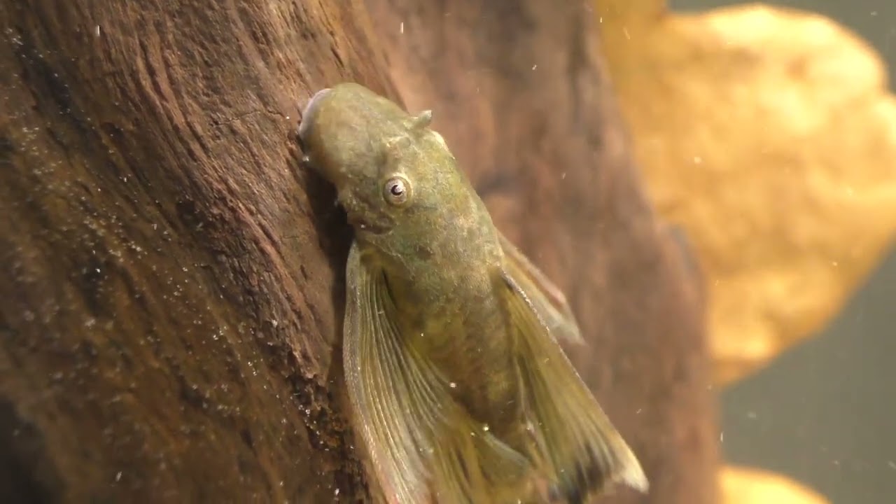 Ancistrus Green Dragon Longfin (Зелёный Дракон Вуалевый)
