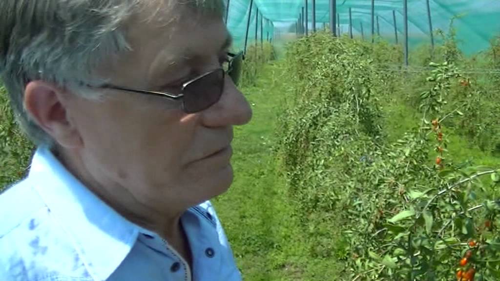 GODZI BERI - LJUBA JOVANOVIC,  NIS 2015.