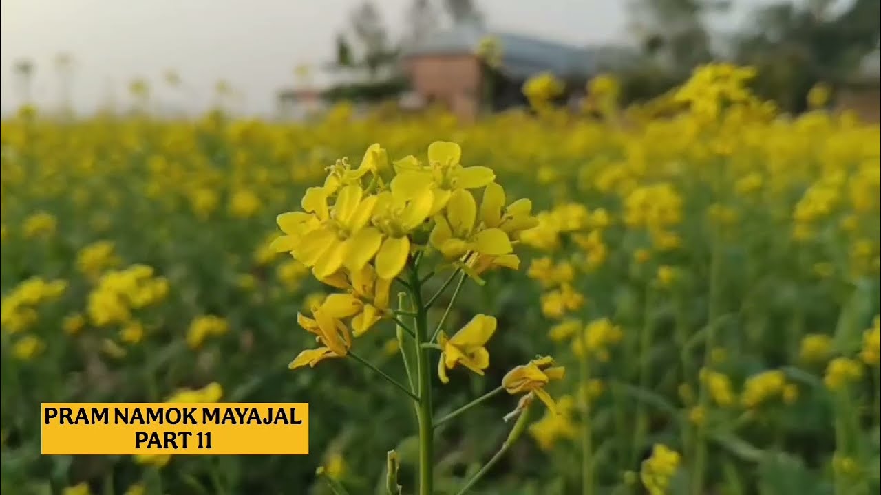 প্রেম নামক মায়াজাল গল্প (Part-11) Prem Nakom Mayajal। Voice Of Anu