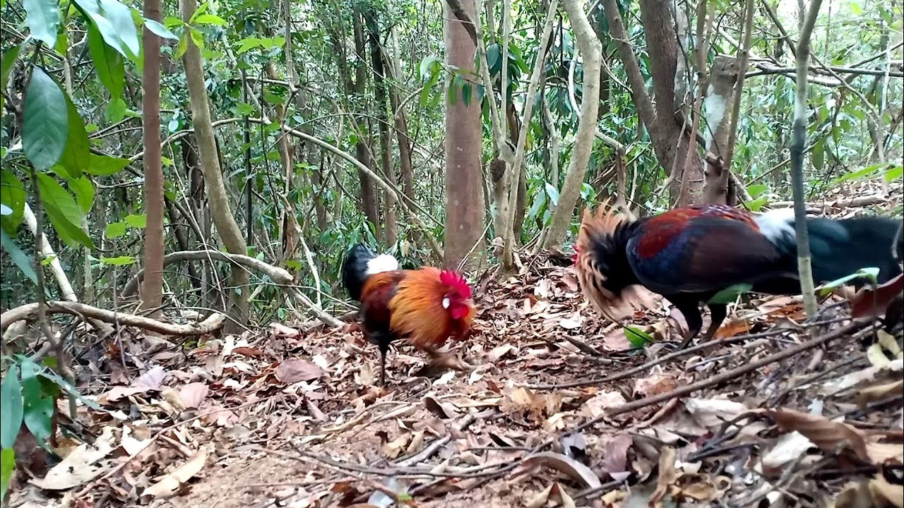 Bẫy gà rừng tai đỏ và cái kết mới nhất | Thích Săn Bẫy