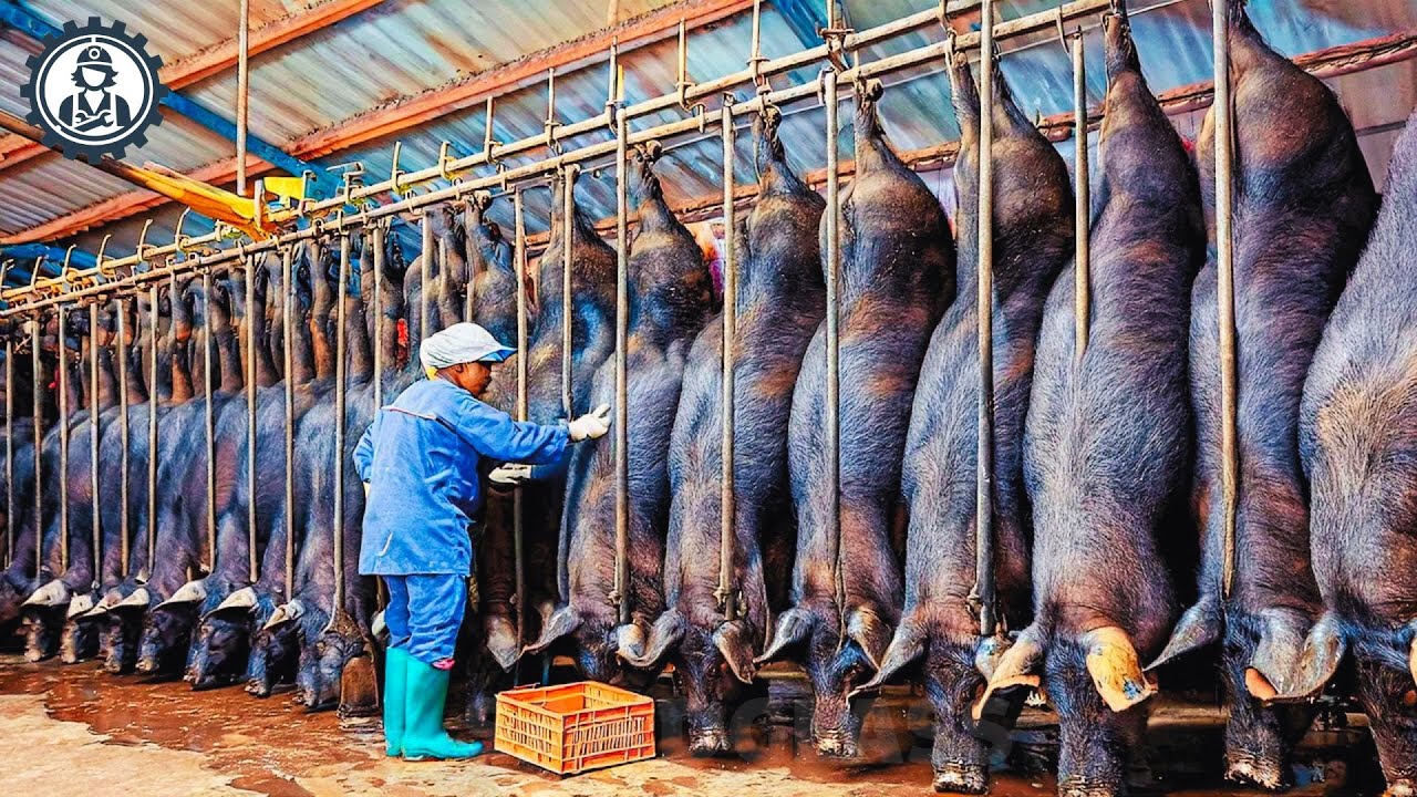 Satisfying Videos Food Processing Equipment That At Another Level ▶146 | Black Pig Farm In China