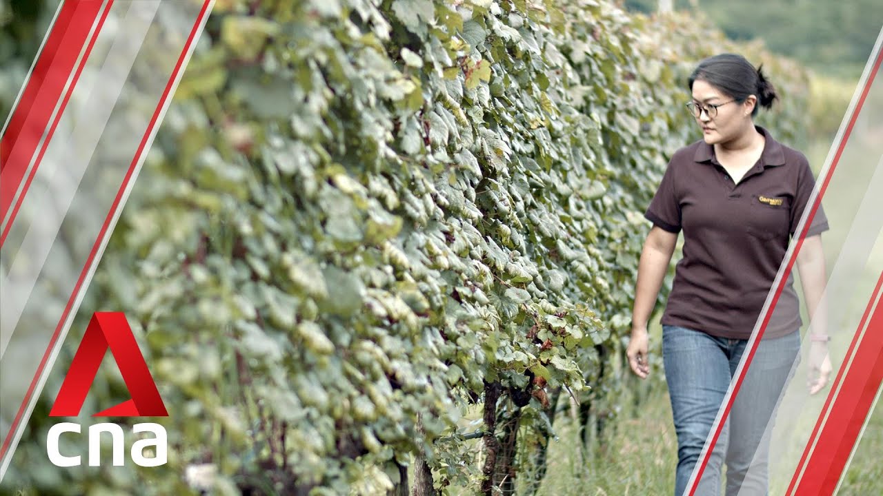 Thailand's first and only female winemaker makes wine using locally-grown grapes | Remarkable Living