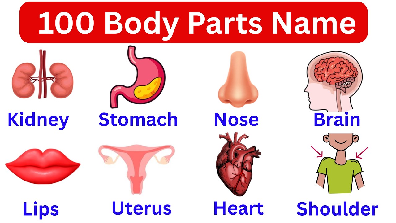 100 Body Parts Name in English and Hindi | शरीर के अंगों के नाम | Spoken English Practice