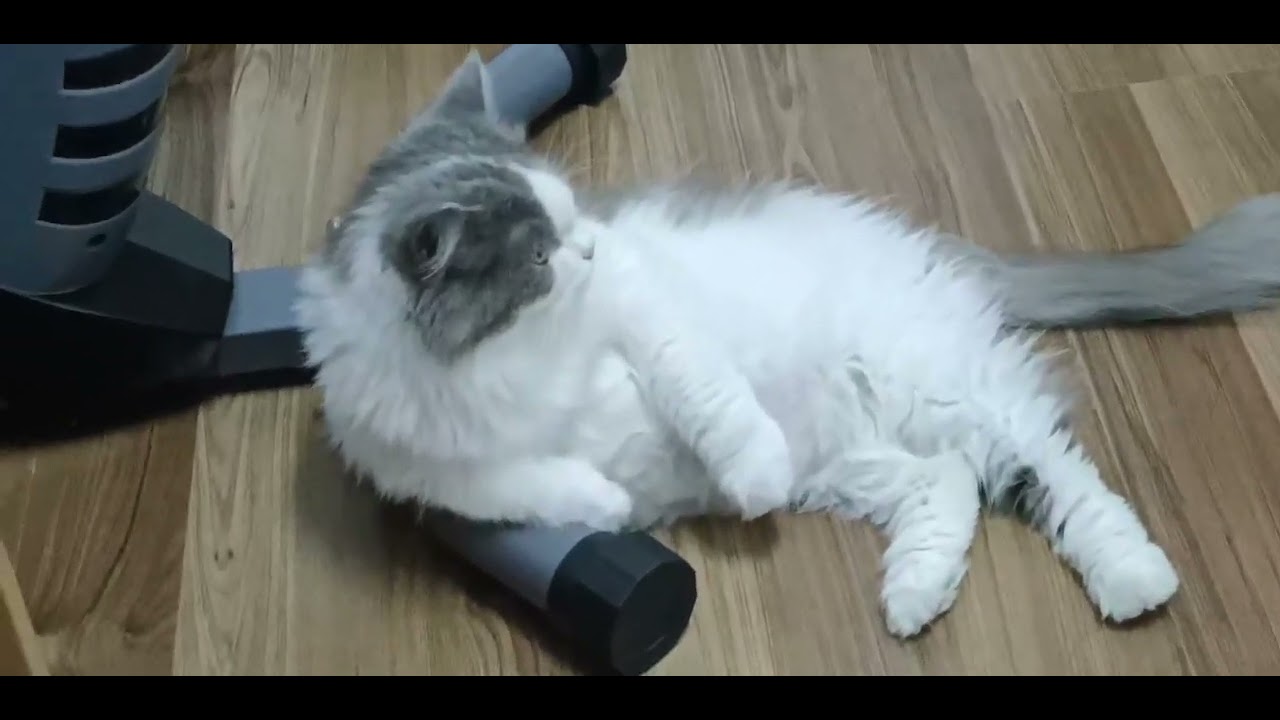 #cat #catlover #catsofinstagram #catvideos #catshorts #kitten #kittensofinstagram #kittens #catvideo