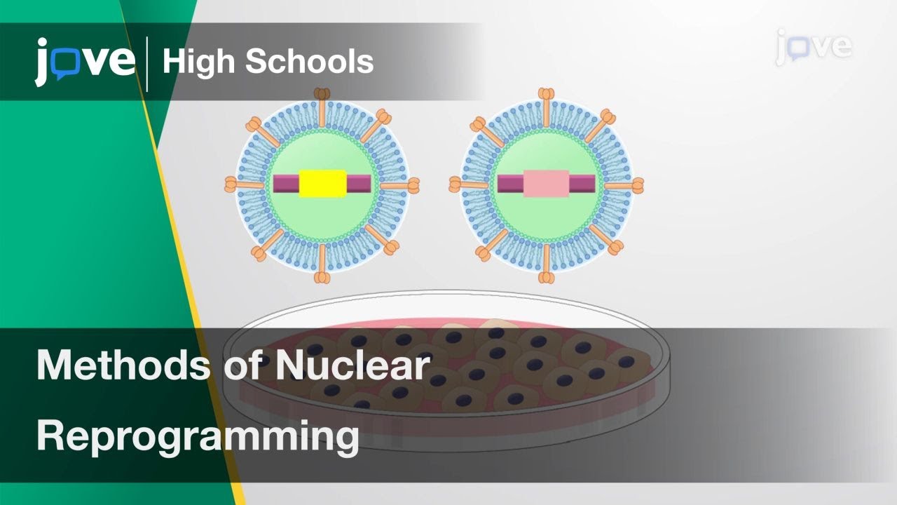 Methods of Nuclear Reprogramming | Cell Bio | Video Textbooks - Preview