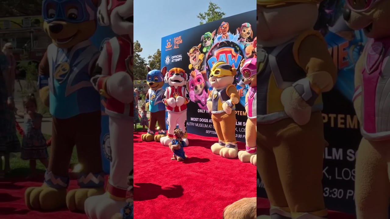 200+ Dogs Saw Paw Patrol the Mighty Movie #shorts #pawpatrolmovie #cutedogs