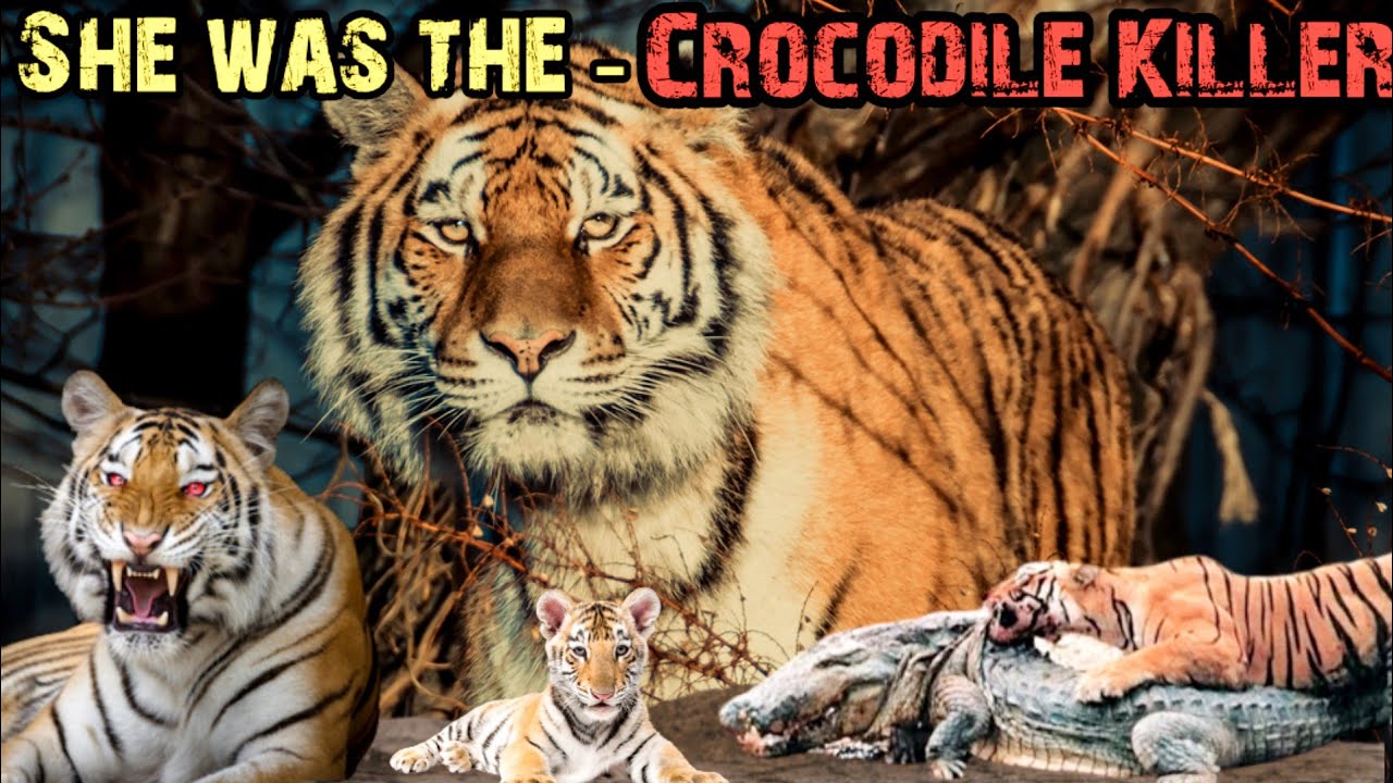 True Story of Machli - The Most Famous Tiger in The World । Facts Phylum।