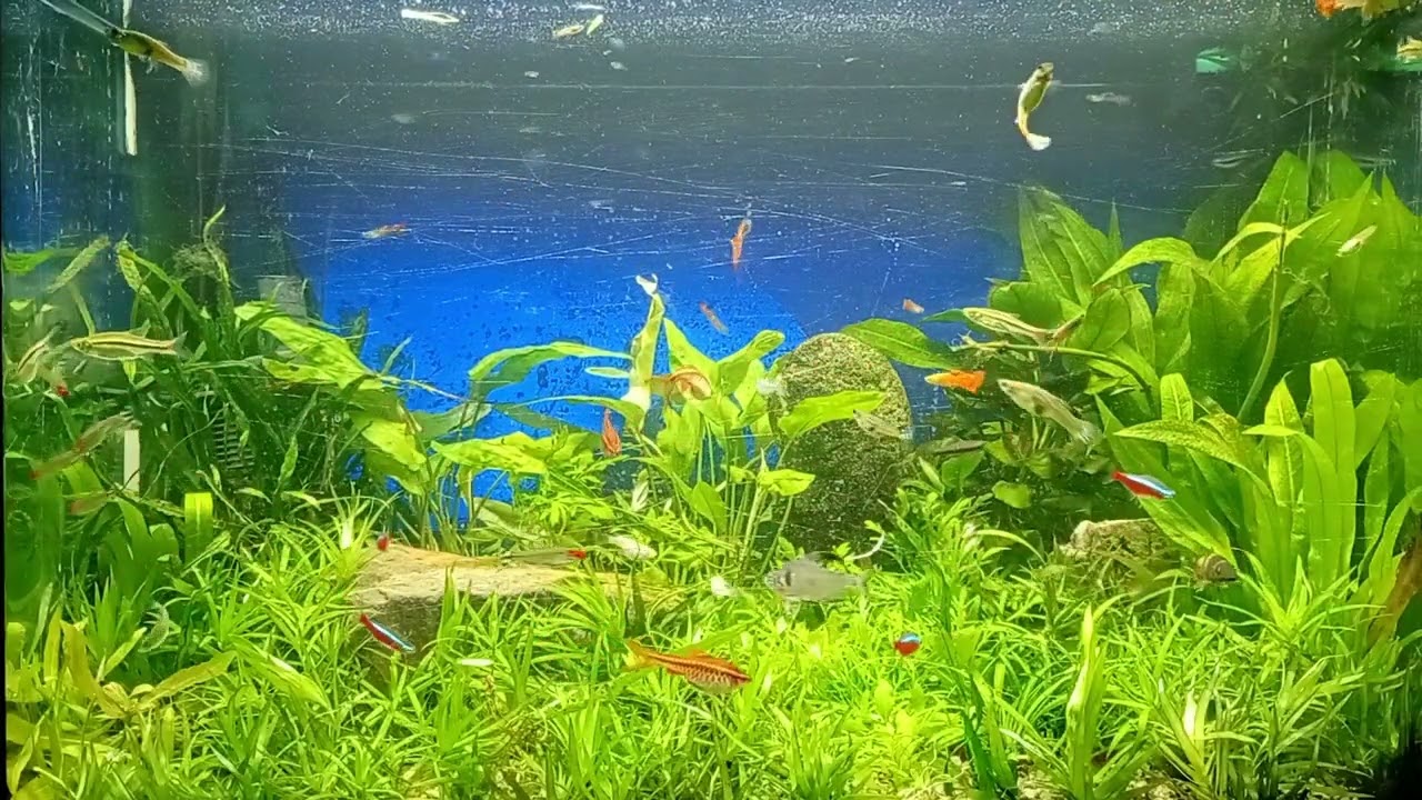 2月の水草レイアウト混泳水槽