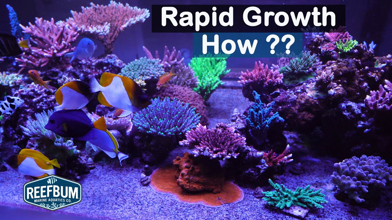 Rapid SPS Growth - How Did it Happen? Peninsula Tank Update