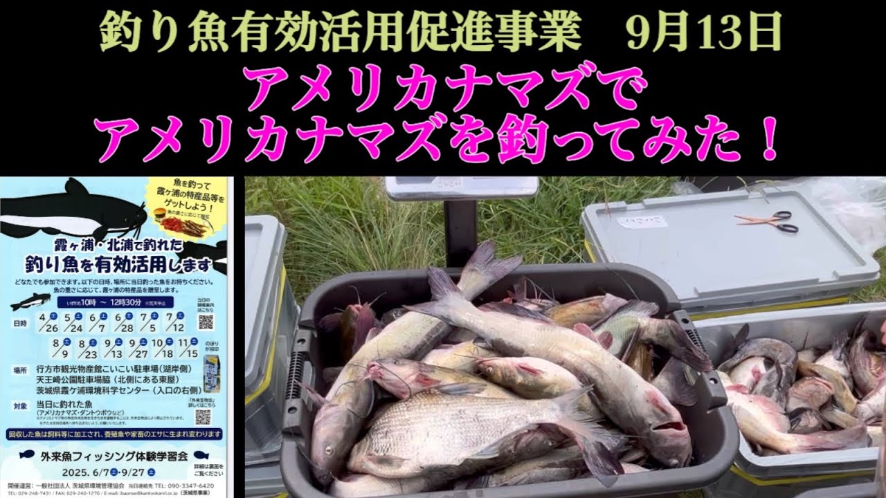 【アメリカナマズでアメリカナマズを釣ってみた！】霞ヶ浦の釣り魚有効活用促進事業に参加してきました。