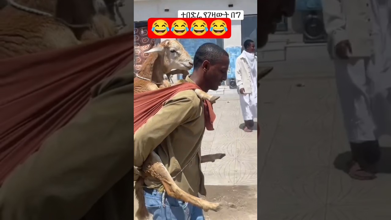 🔴 ተበድረህ የገዛኧው በግ 😂😂 #ethiopia #funny #ethiopian #entertainment #ethiopianmusic #shorts