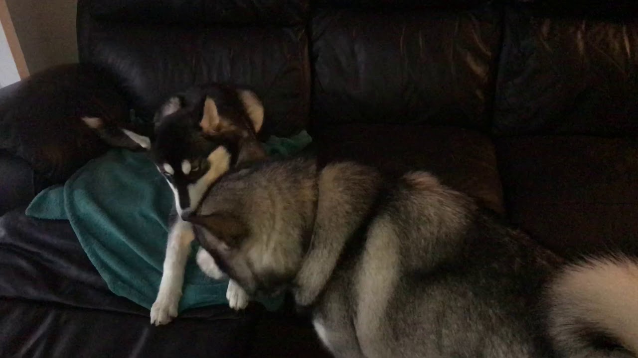 Loki meets his new Sister Mishka for the first time!