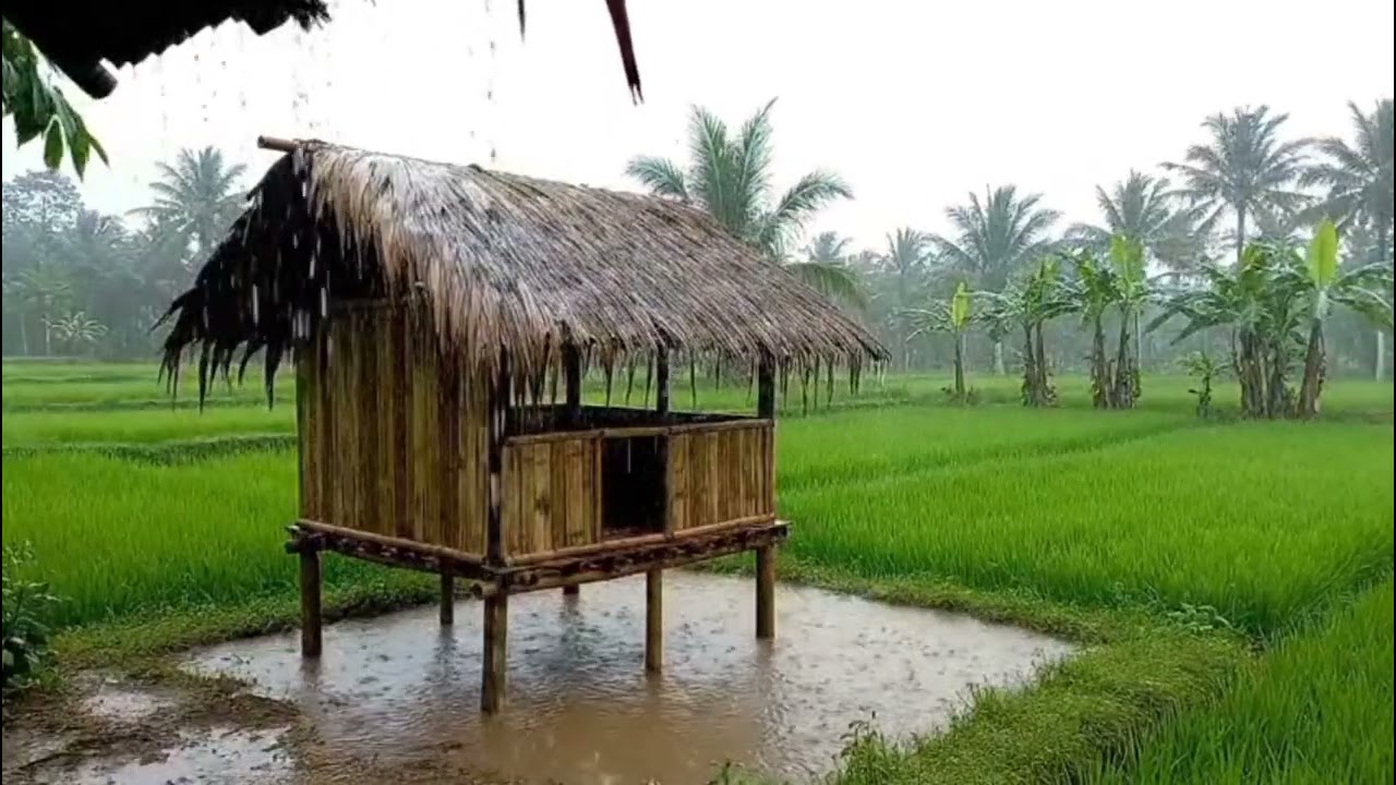 Suara Hujan di Persawahan & Gubuk – Relaksasi Alam ASMR 🌧️🌾