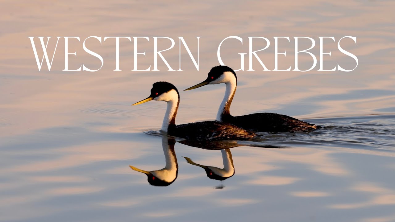 Courtship Dances of the Western Grebe (wildlife documentary short - narrated)