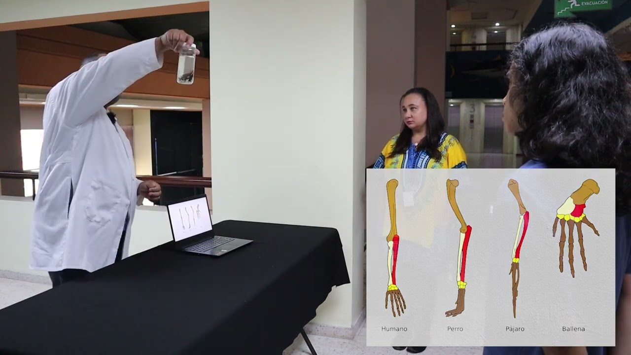 El desplazamiento en los mamíferos